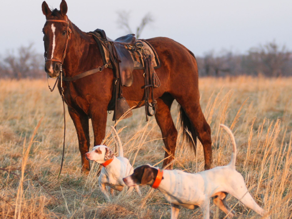English pointers on point with horse in background