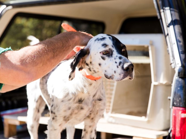 English Setter