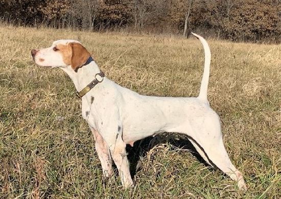 Amateur shooting dog winner