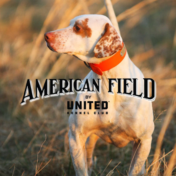 American Field Generic Square