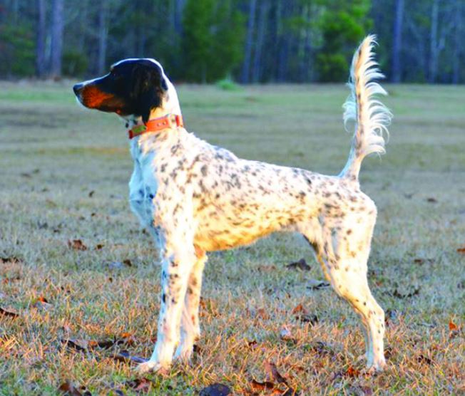 Pine Straw Sweet Tea Second in the Russell County Field Trial Club Leon Shiver Memorial Open Shooting Dog Classic