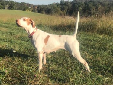 Beaver Valley Pointer and Setter Club