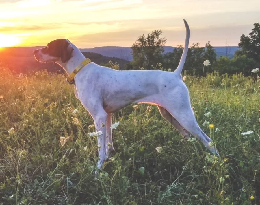 Beaver Valley Pointer and Setter Club