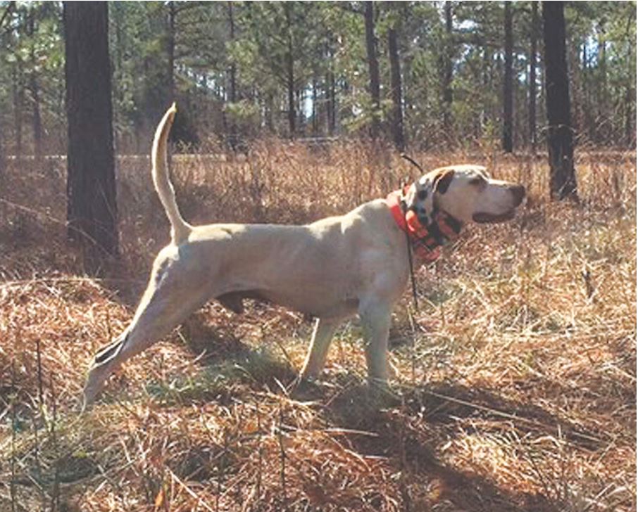 Beaver Valley Pointer and Setter Club