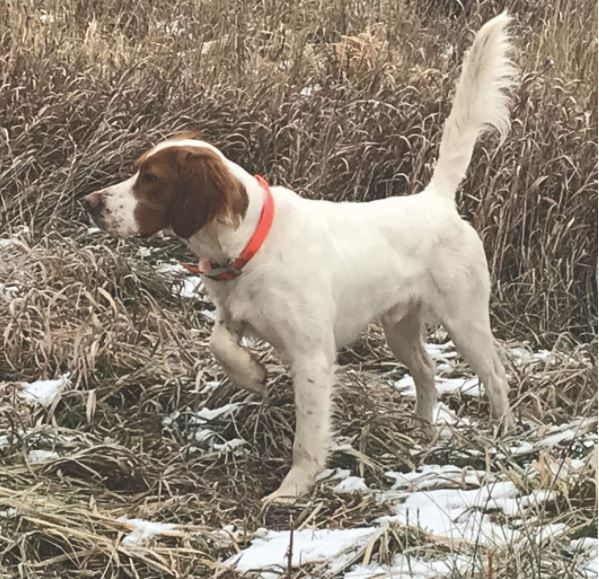 Rebellious Fearless Fred, First in Open Shooting Dog Stake