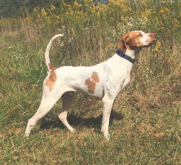 Backcountry Bruiser, Second in the Amateur Shooting Dog Stake