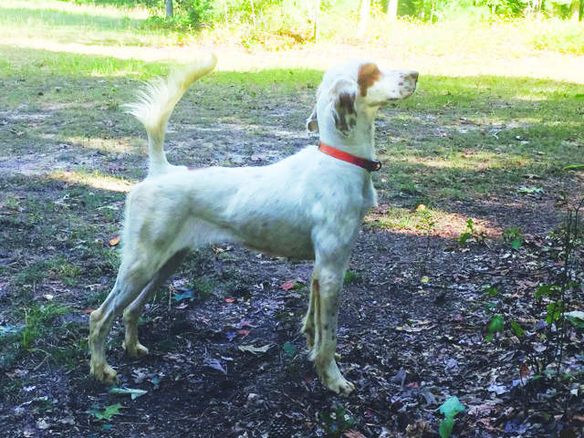 English Setter Club of America 6