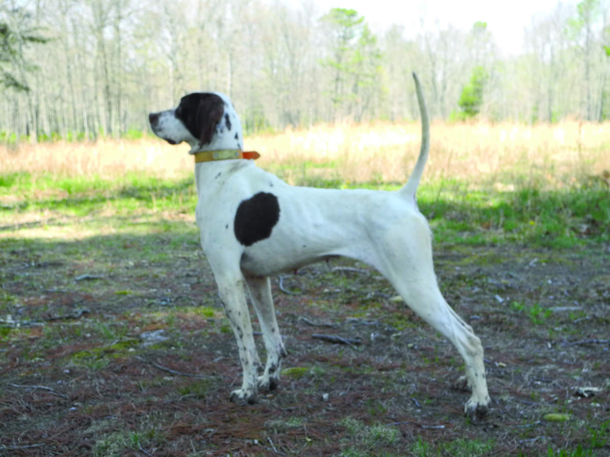 English Setter Club of America 7