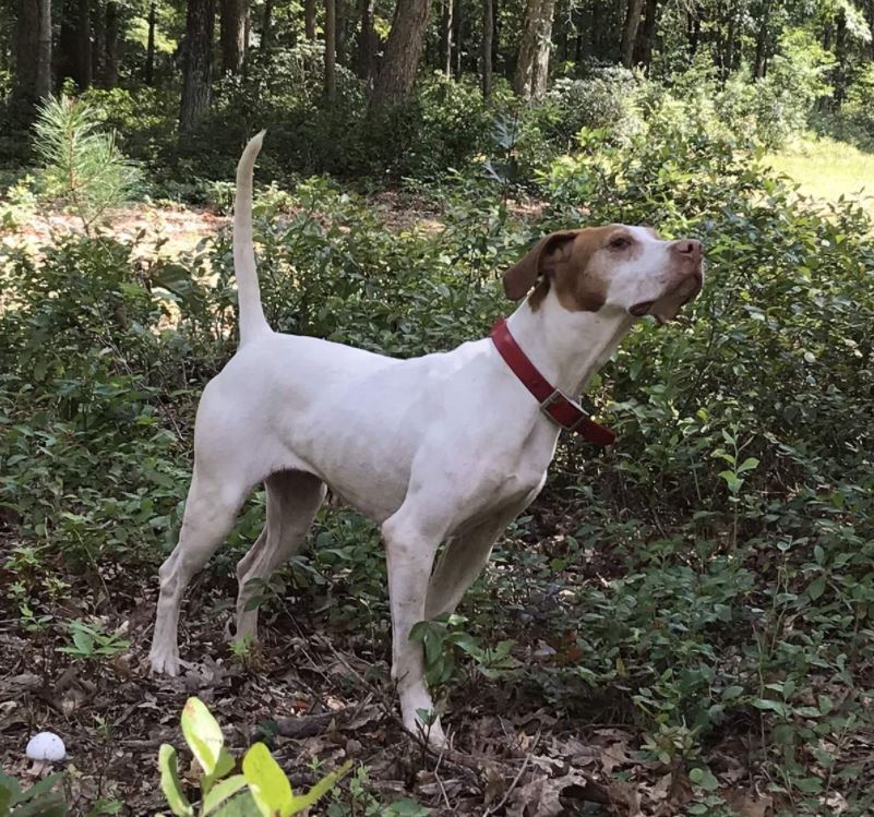 Garden State Open Shooting Dog Championship