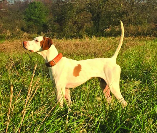 Miller's Heat Seeker, Runner-Up in the Garden State Open Shooting Dog Championship