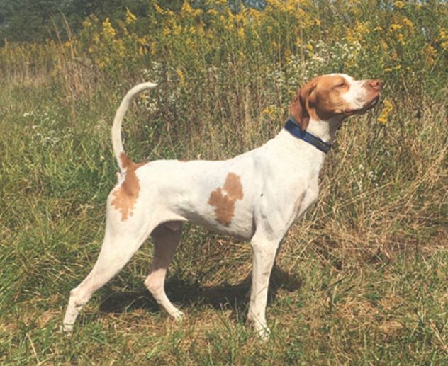 Backcountry Bruiser, Second in the Garden Sate Amateur Shooting Classic