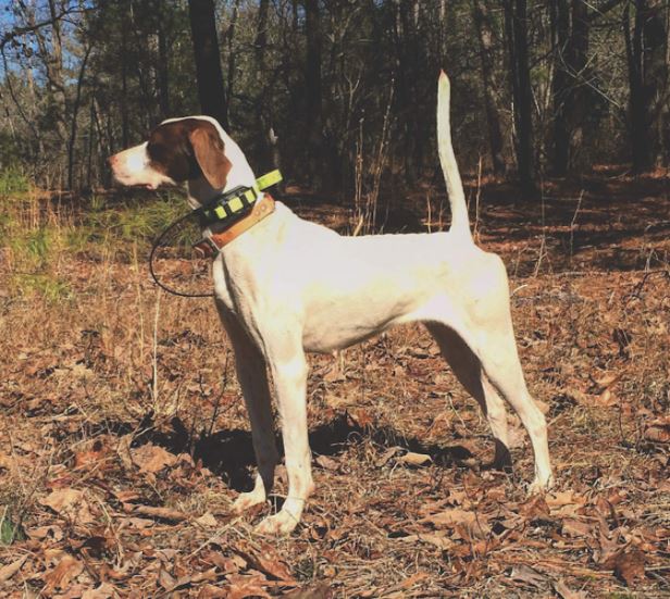 Suemac's Sashay First in the Open Shooting Dog Stake