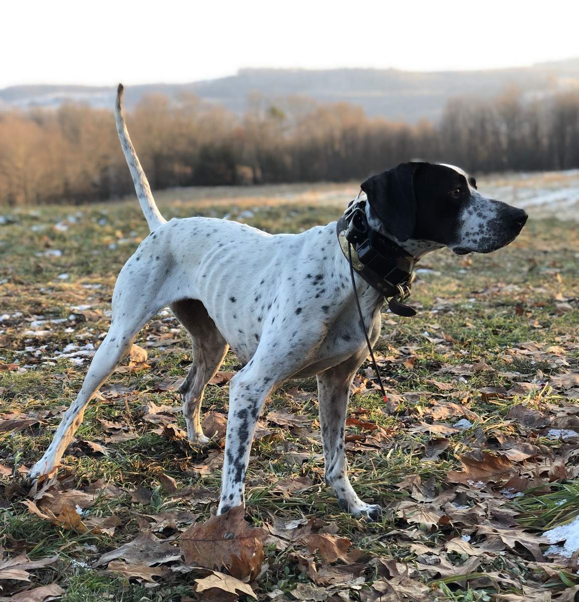 A Distant Spec, First in the Amateur Shooting Dog Stake