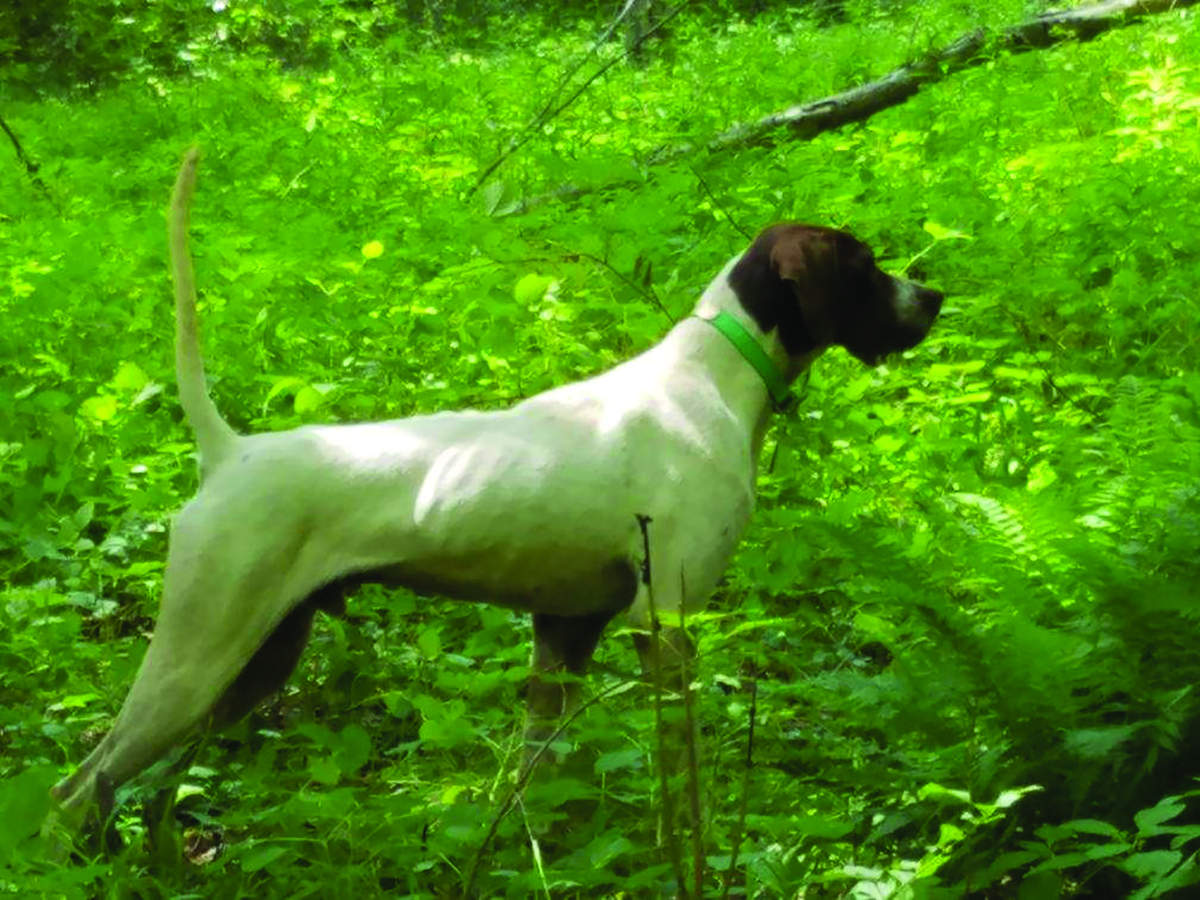 Greensburg Pointer and Setter Club 4