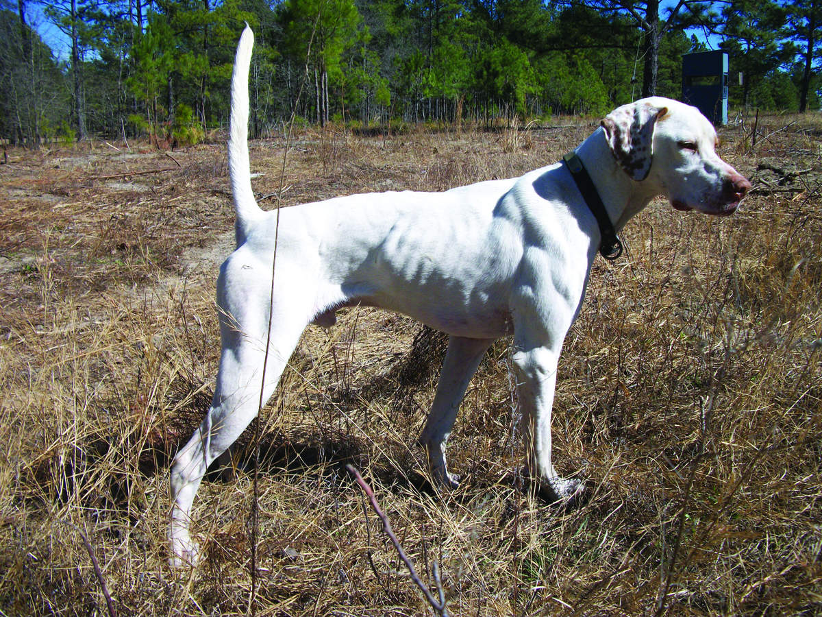 Greensburg Pointer and Setter Club 3