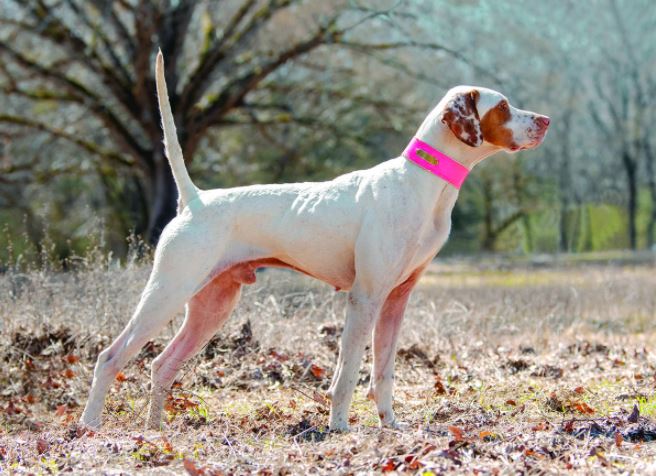 Miller's Speed Dial, Runner-Up in the Kentucky Open All-Age Championship