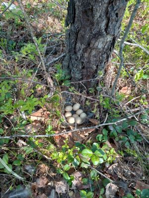 maine grouse nests23