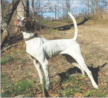 Mason-Dixon German Shorthaired Pointer Club