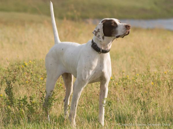 Owned by James W. Hamilton, Jr. of Atlanta, Ga., Dominator's Rebel Heir was whelped April 28, 2013. Heir is a two-time winner of the Masters Open Quail Championship. (Photo by: Chris Mathan)