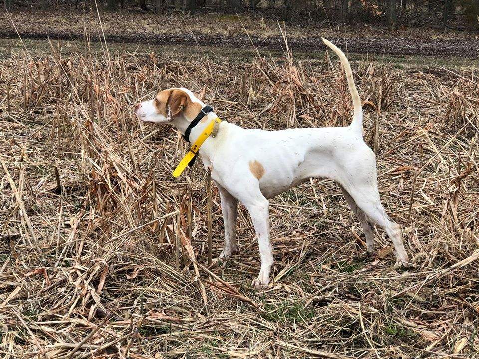 Michigan Shooting Dog Champion Club 2