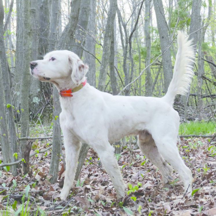 Michigan Woodcock Championship