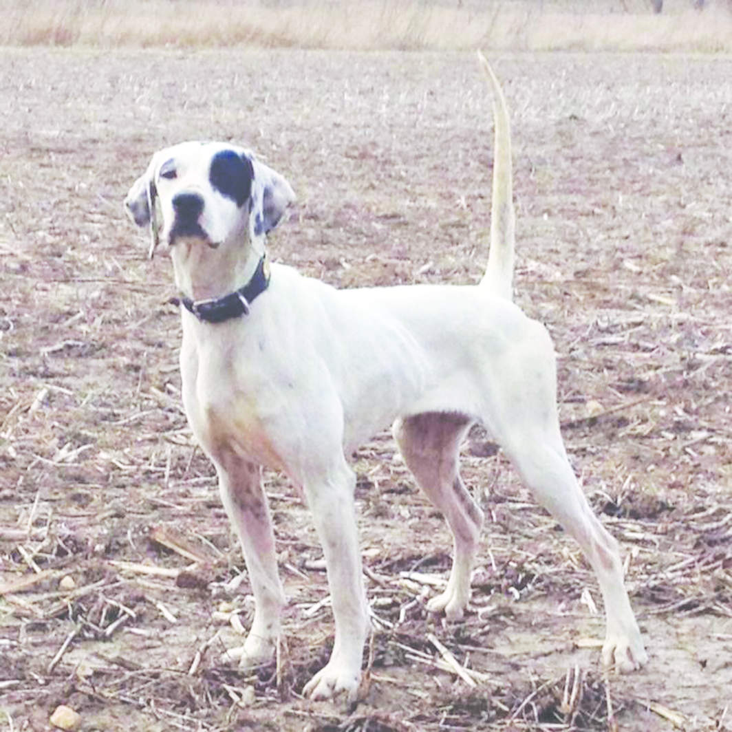 Hainline's Silver Star, Third in the Open Shooting Dog Stake