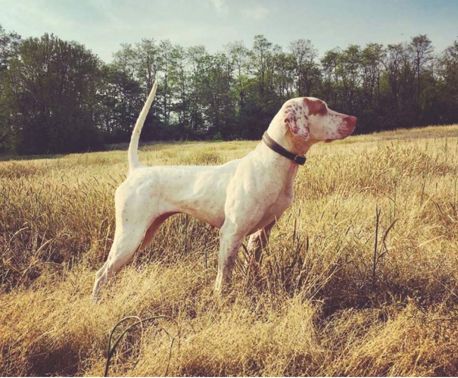 National Amateur Pheasant Championship