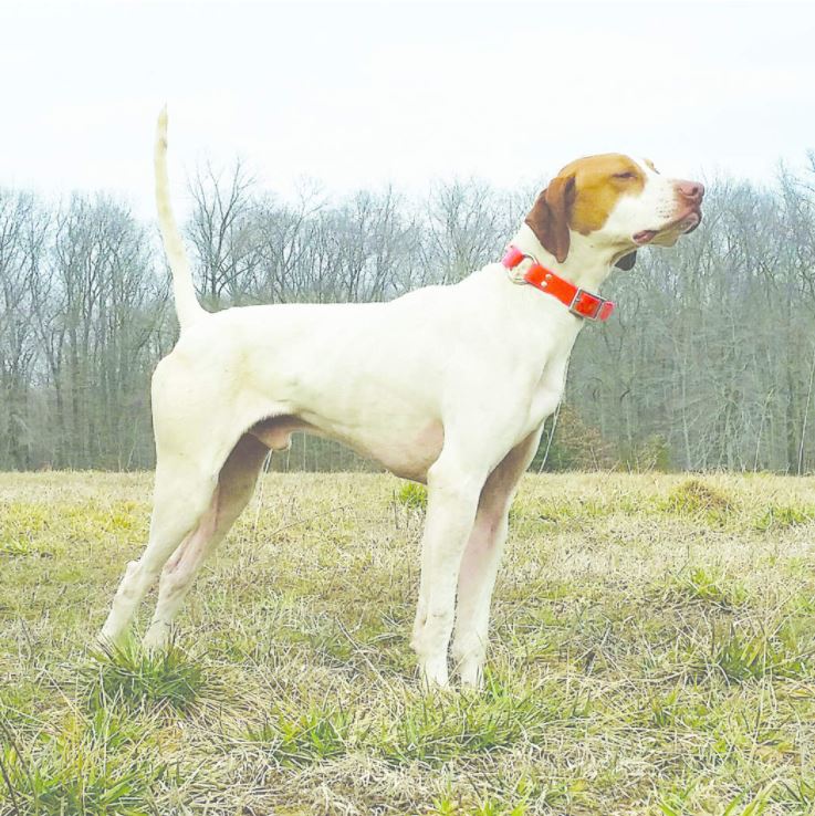 National Amateur Pheasant Shooting Dog Championship