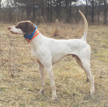 NBHA Southern Regional Open Shooting Dog Championship 2