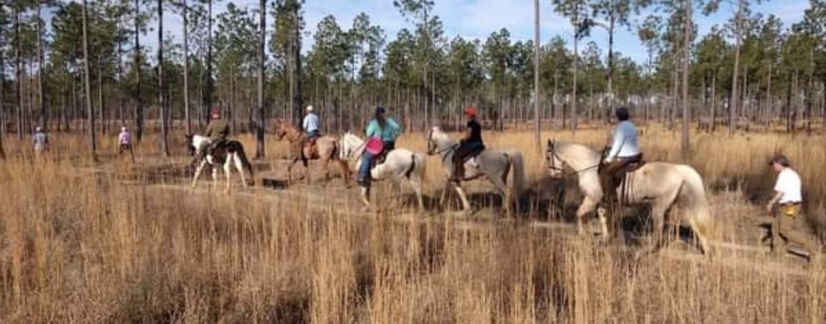 NBHA Southern Regional Open Shooting Dog Championship 3