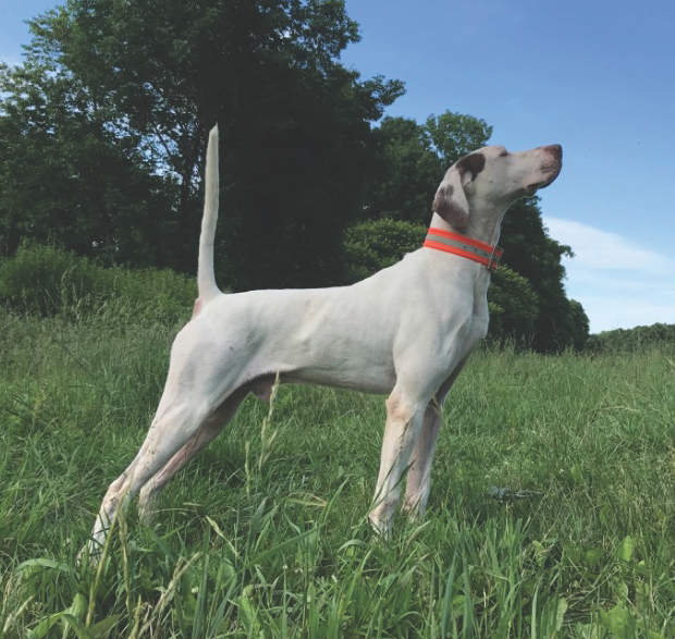 NBHA Southern Regional Open Shooting Dog Championship