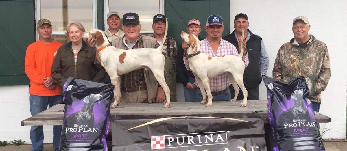 New England Open Shooting Dog Championship