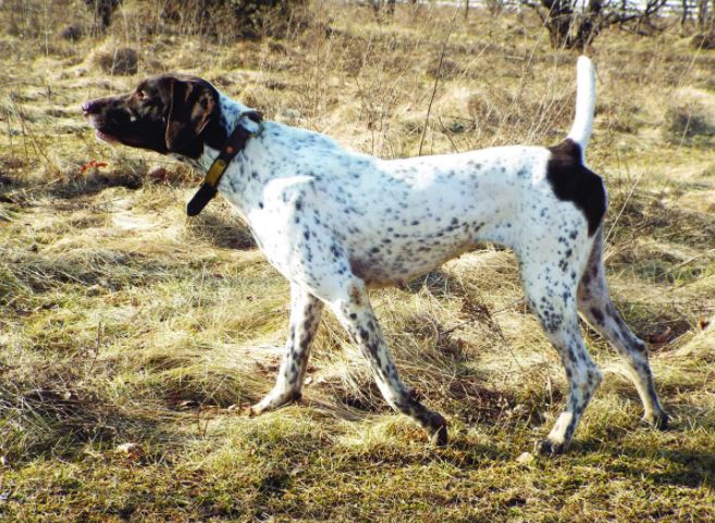 P J Wildfire's Little Lexi, Winner of the NGSPA Region 5 Amateur Shooting Dog Championship