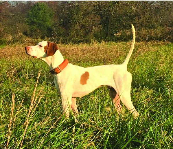 Open Shooting Dog Winner