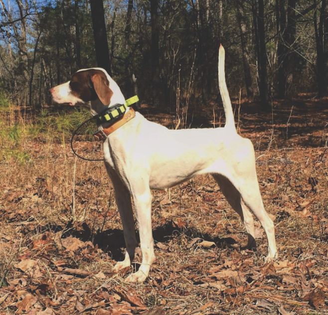 Suemac's Sashay, Second in the Open Shooting Dog Stake