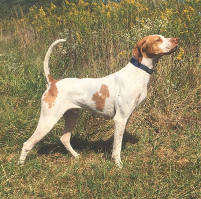 Backcountry Bruiser, Second in the Open Shooting Dog Stake