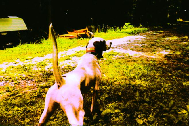 Bob's Elhew Holly, First in the Jack Carter Memorial Amateur Shooting Dog Stake