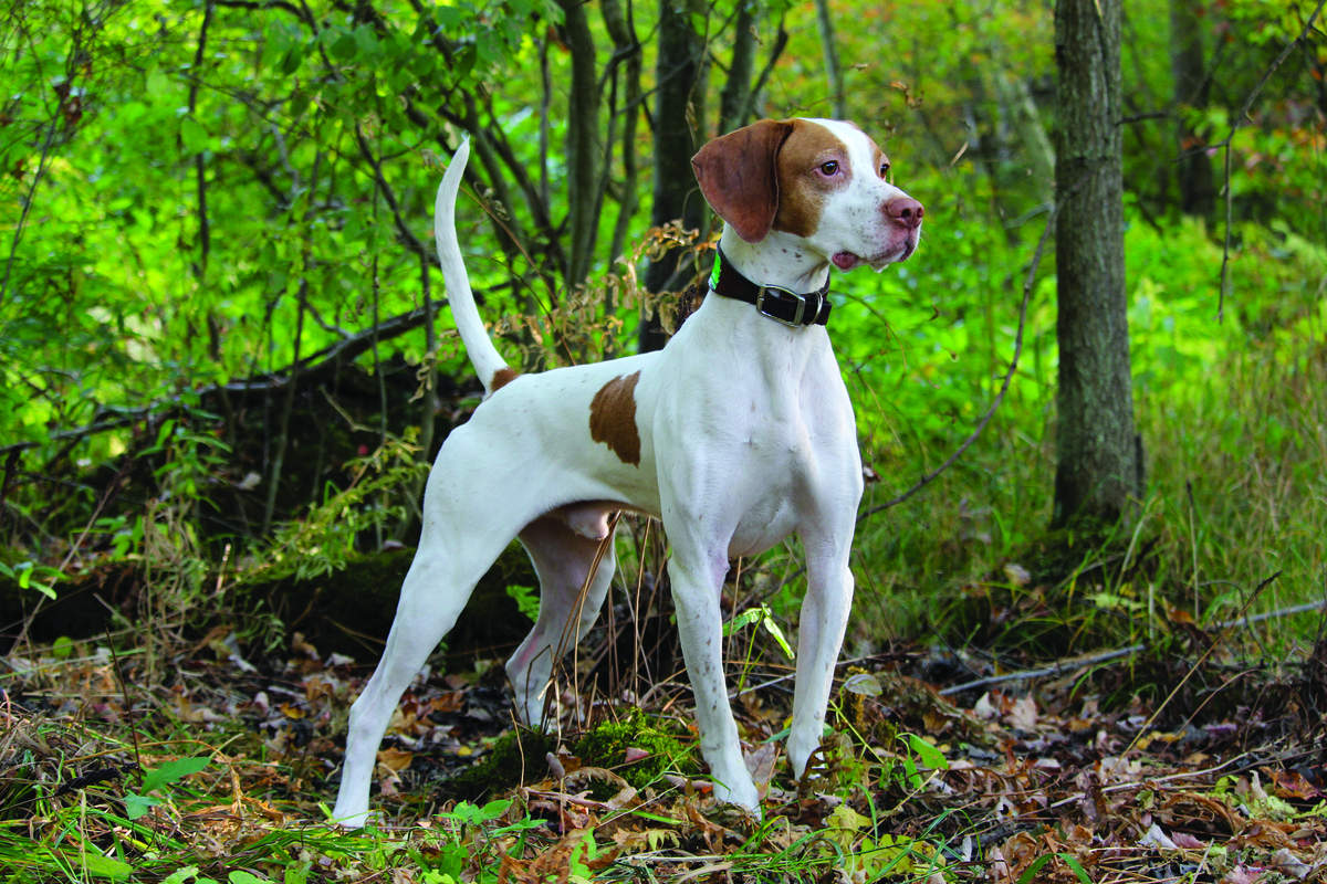 Pennsylvania Amateur Grouse Dog Club 2