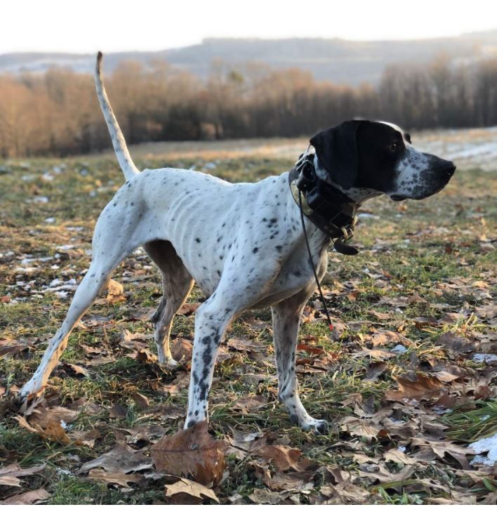 Pennsylvania Grouse Dog Championship