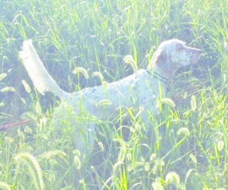 Pennsylvania Grouse Dog Championship