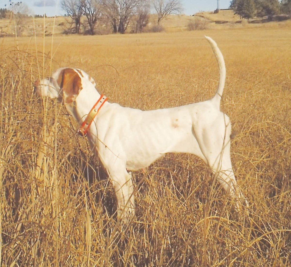 Region 14 Amateur Shooting Dog Championship 2