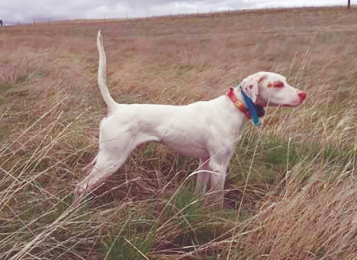 Region 14 Amateur Shooting Dog Championship 3