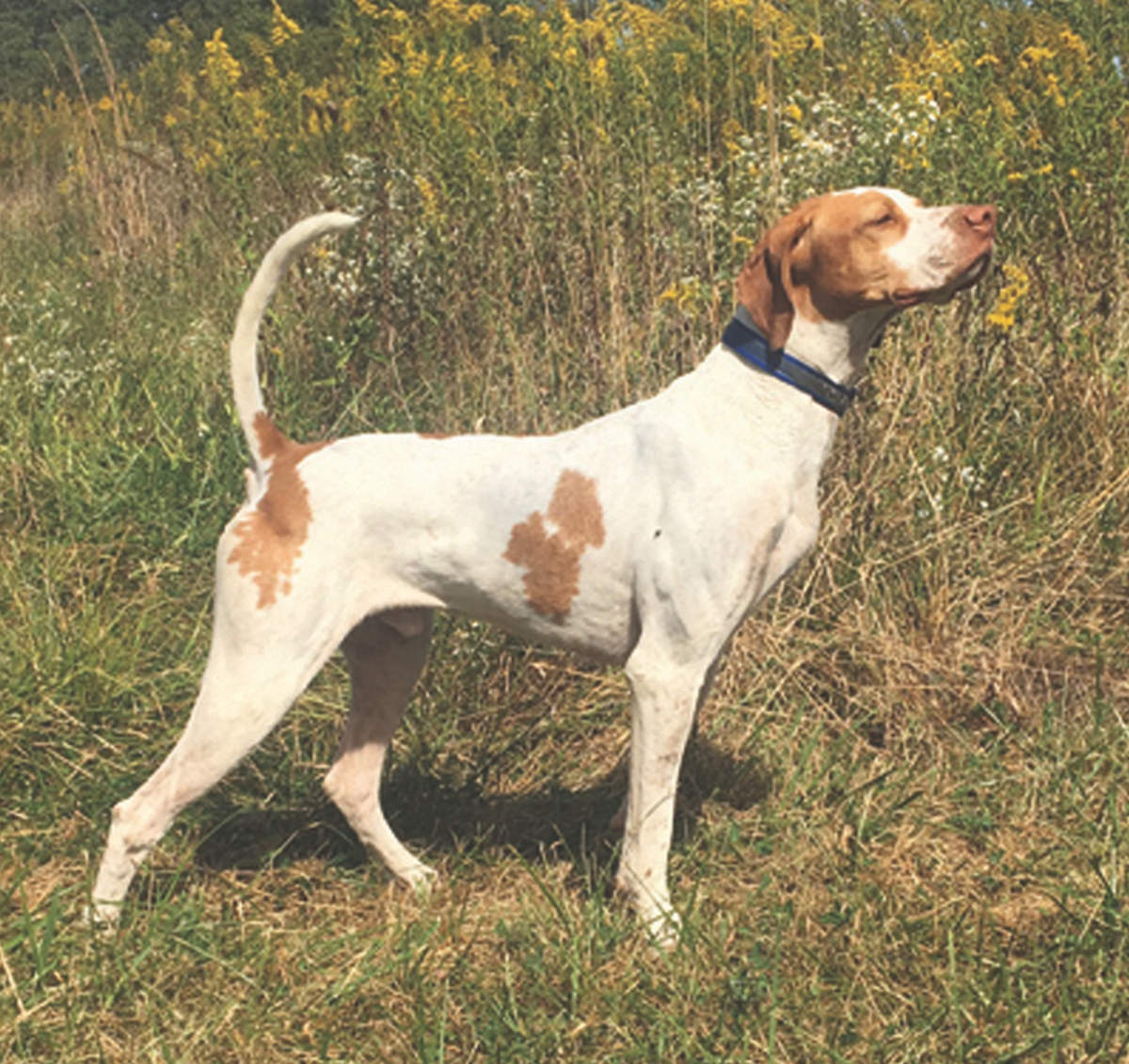 Region 2 Amateur Walking Shooting Dog Championship 3