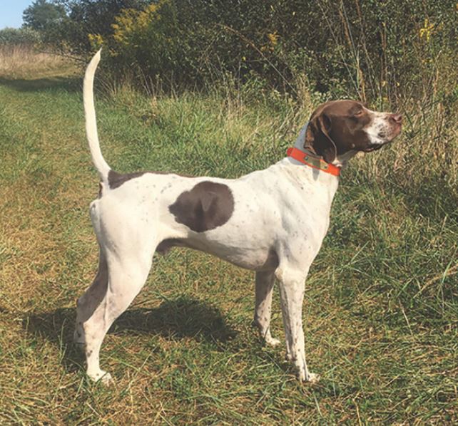 Springflow's Backcountry P, Winner of the Region 4 Amateur Shooting Dog Championship