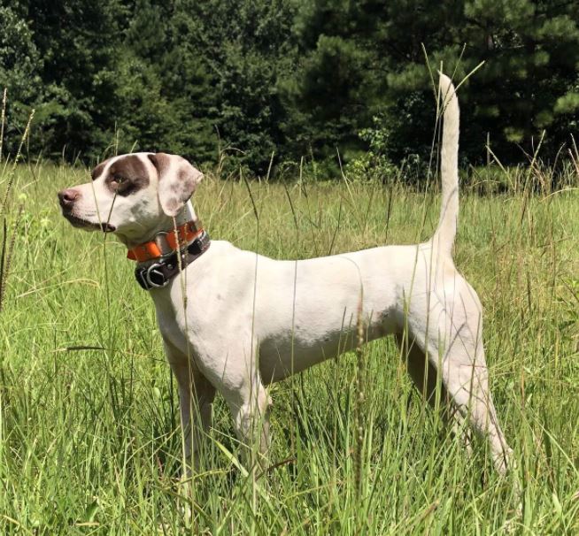 One Day La Bandita Runner-Up in teh Region 4 Amateur Shooting Dog Championship