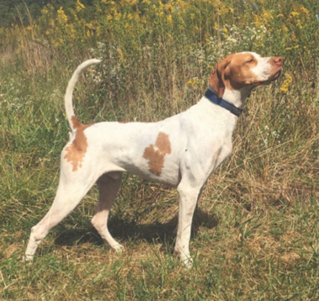 Backcountry Cruiser, Winner of the Region 4 Amateur Walking Shooting Dog Championship