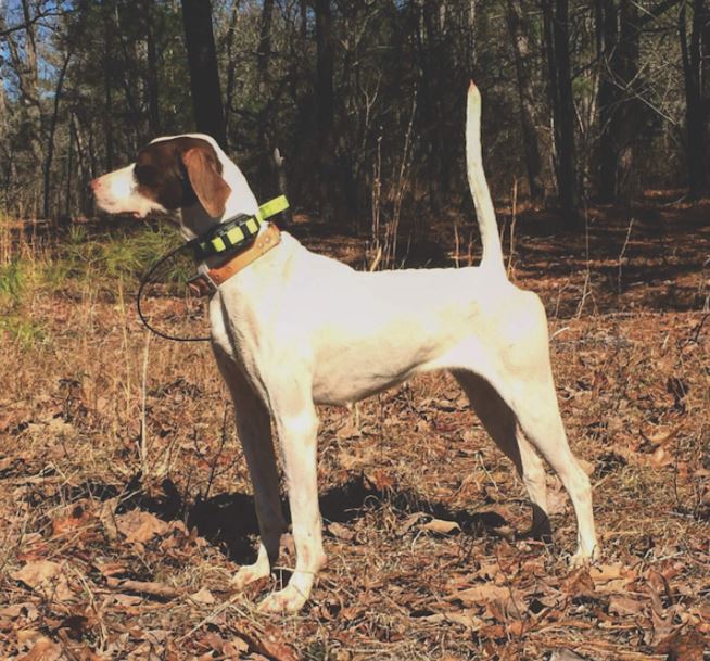 Suemac's Sashay Runner-Up in the Region 4 Amateur Walking Shooting Dog Championship