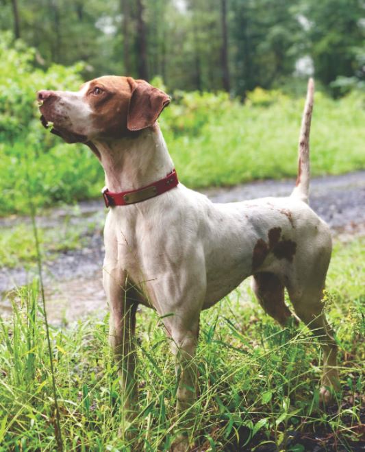 Jerry On Fire, First in the Amateur Shooting Dog Stake