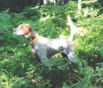 Deciding Point, Second in the Amateur Shooting Dog Stake