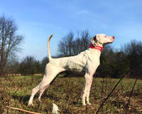 Southern Illinois Bird Hunters Club 2